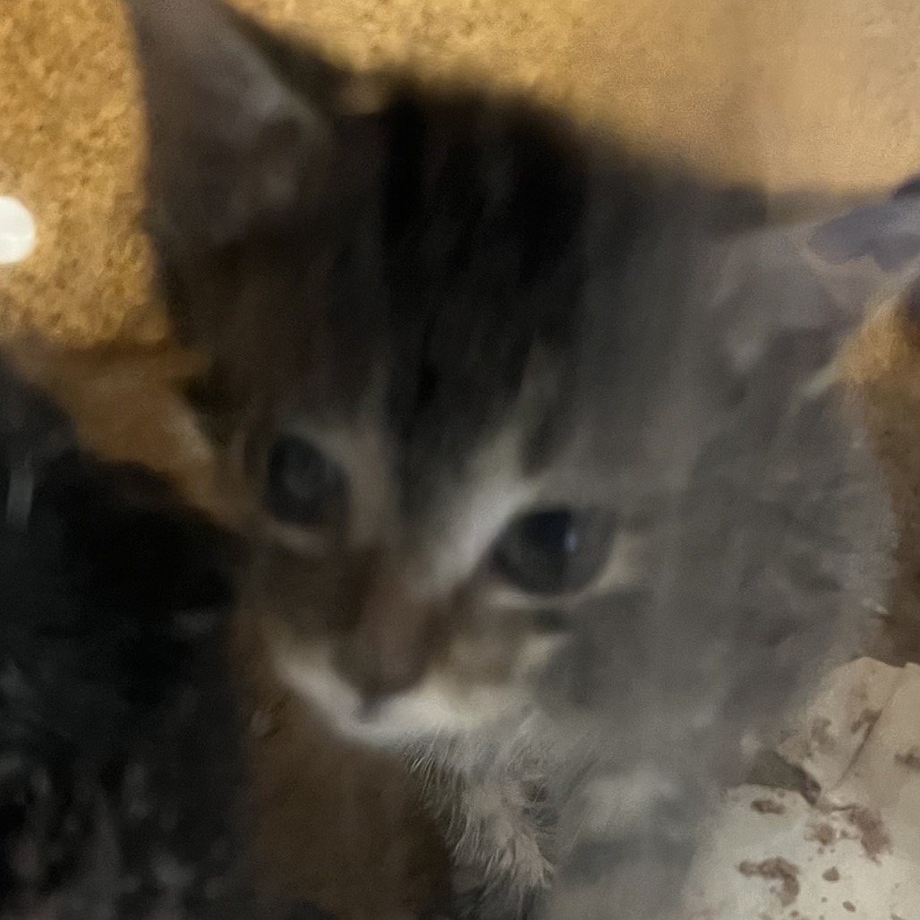 Shelter Stray Female Cat last seen , Animal Care & Control Team of Philly, 111 W Hunting Park Ave, Philadelphia, PA 19140, USA