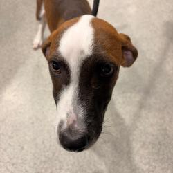 Shelter Stray Male Dog last seen , 3607 N Armenia Ave, Tampa, FL 33607, USA