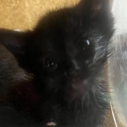 Shelter Stray Male Cat last seen , Animal Care & Control Team of Philly, 111 W Hunting Park Ave, Philadelphia, PA 19140, USA