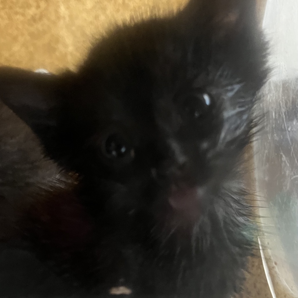 Shelter Stray Male Cat last seen , Animal Care & Control Team of Philly, 111 W Hunting Park Ave, Philadelphia, PA 19140, USA