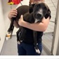 Shelter Stray Female Dog last seen , 3607 N Armenia Ave, Tampa, FL 33607, USA