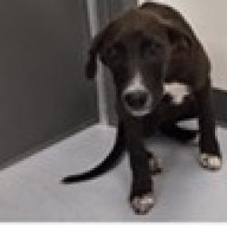 Shelter Stray Female Dog last seen , 3607 N Armenia Ave, Tampa, FL 33607, USA