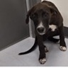 Shelter Stray Female Dog last seen , 3607 N Armenia Ave, Tampa, FL 33607, USA