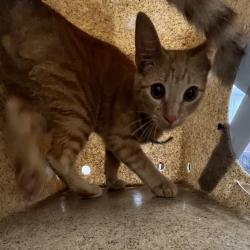 Shelter Stray Male Cat last seen , Animal Care & Control Team of Philly, 111 W Hunting Park Ave, Philadelphia, PA 19140, USA