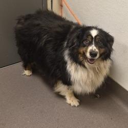 Shelter Stray Female Dog last seen , 3428 S Jenkins Ave, Norman, OK 73072, USA