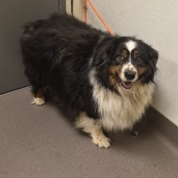 Shelter Stray Female Dog last seen , 3428 S Jenkins Ave, Norman, OK 73072, USA