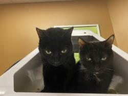 Lost Male Cat last seen Irving Park between Clark & Southport, Chicago, IL 60613