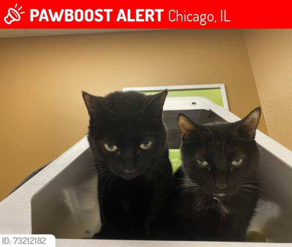 Lost Male Cat last seen Irving Park between Clark & Southport, Chicago, IL 60613