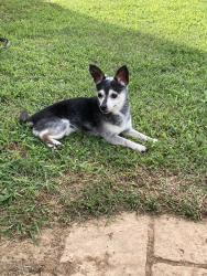 Found/Stray Unknown Dog last seen Burch bridge rd, Burlington, NC 27217
