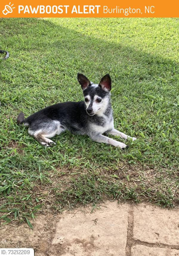 Found/Stray Unknown Dog last seen Burch bridge rd, Burlington, NC 27217