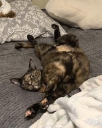 Lost Female Cat last seen Tri lakes, Montgomery, TX 77316