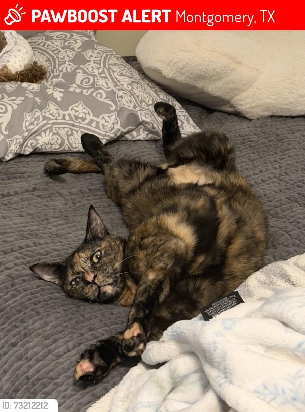 Lost Female Cat last seen Tri lakes, Montgomery, TX 77316