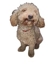 Reunited Male Dog last seen Danish Dr & Camelot St, Grand Prairie, TX 75050, USA, Grand Prairie, TX 75050