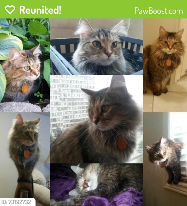 Reunited Female Cat last seen East avenue and Krug Street, Kitchener, ON 