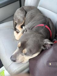 Found/Stray Female Dog last seen Hey 15, Jackson County, GA 30549
