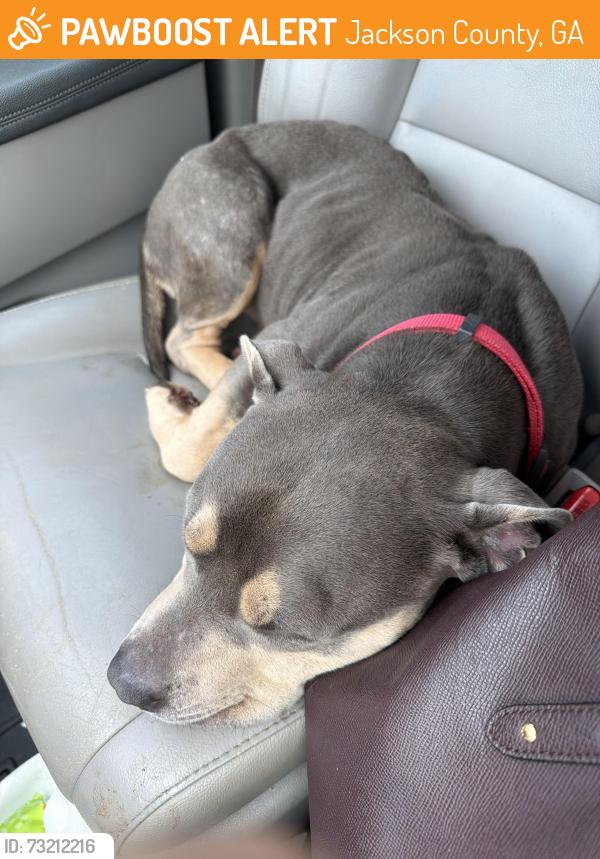 Found/Stray Female Dog last seen Hey 15, Jackson County, GA 30549