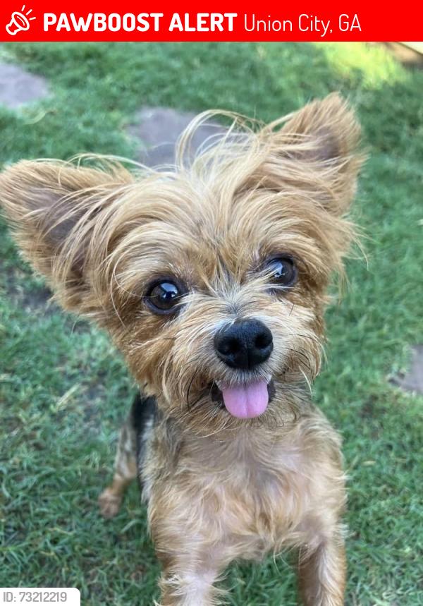 Lost Female Dog last seen Highpoint Rd, Roosevelt Hwy, Union City, GA 30291