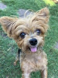Lost Female Dog last seen Highpoint Rd, Roosevelt Hwy, Union City, GA 30291