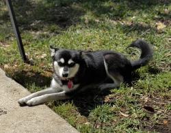 Reunited Female Dog last seen Golden Bear Drive/Jack Nicklaus Drive, Lakeway, TX 78738