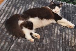 Reunited Female Cat last seen Wallace Drive/Glendale Drive, Wilson, NC 27893