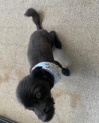 Lost Female Dog last seen Rivoli dr and Northside dr, Macon, GA 31210