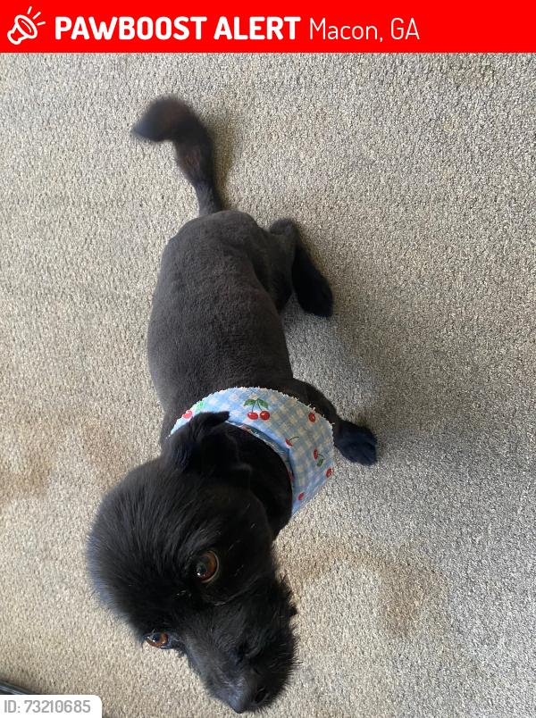 Lost Female Dog last seen Rivoli dr and Northside dr, Macon, GA 31210