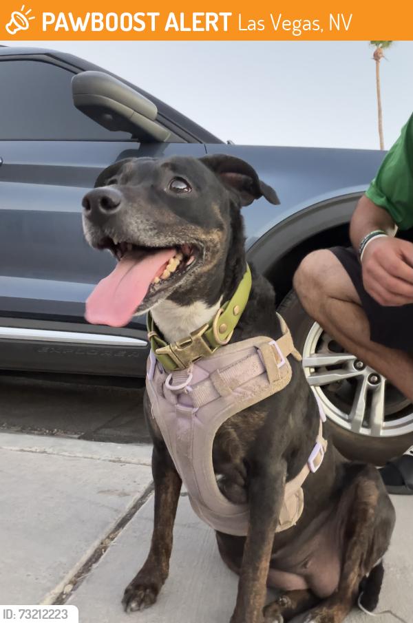 Found/Stray Female Dog last seen Rancho High School, Las Vegas, NV 89101