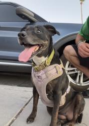 Found/Stray Female Dog last seen Rancho High School, Las Vegas, NV 89101