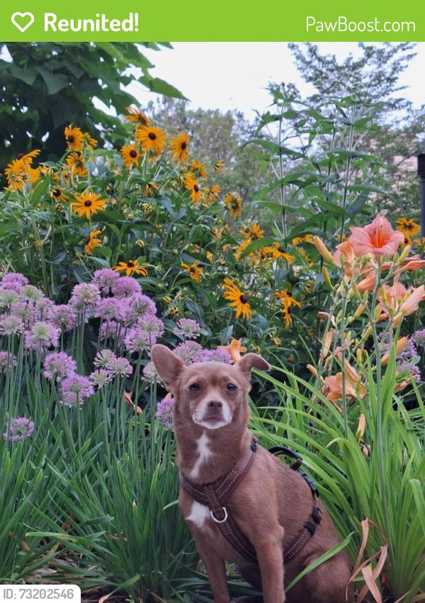 Reunited Female Dog last seen Yonge and Gerrard, Toronto, ON M5B 1S1