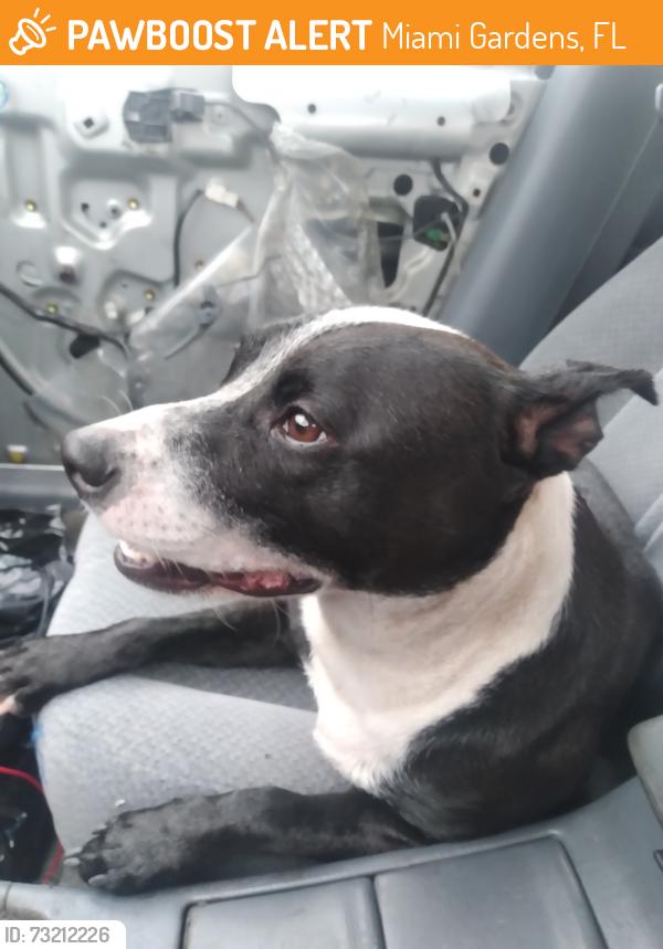 Found/Stray Female Dog last seen County Line and 441, Miami Gardens, FL 33169