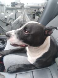 Found/Stray Female Dog last seen County Line and 441, Miami Gardens, FL 33169