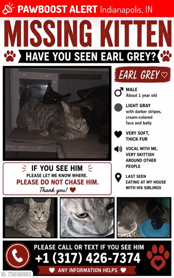 Lost Male Cat last seen Maple Street, Indianapolis, IN 46226