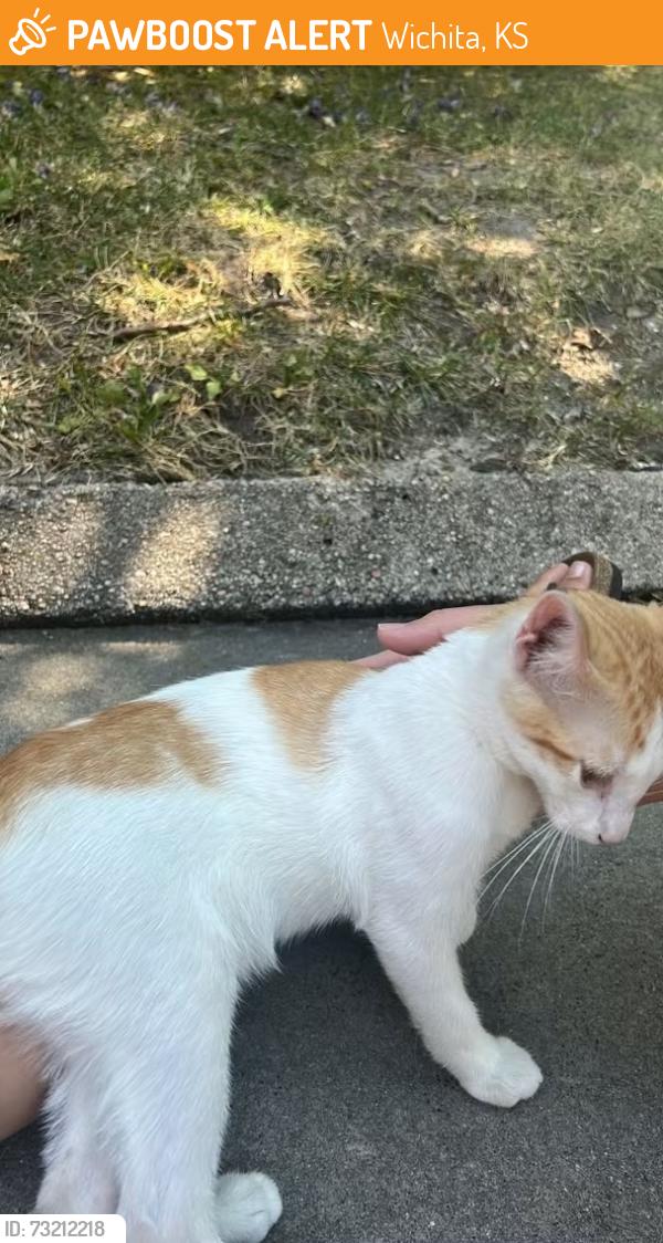 Found/Stray Male Cat last seen Central and hillside, Wichita, KS 67214