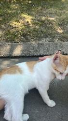 Found/Stray Male Cat last seen Central and hillside, Wichita, KS 67214