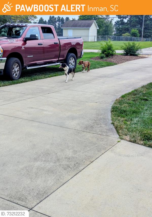 Found/Stray Male Dog last seen Lake Bowen Dam rd, Inman, SC 29349