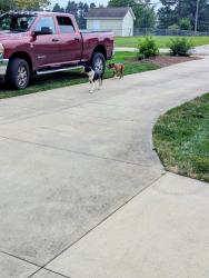 Found/Stray Male Dog last seen Lake Bowen Dam rd, Inman, SC 29349