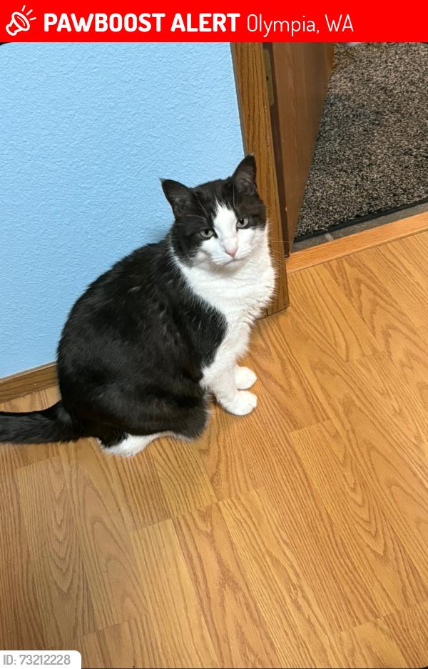 Lost Female Cat last seen North st. Near Olympia High School, Olympia, WA 98507