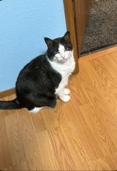 Lost Female Cat last seen North st. Near Olympia High School, Olympia, WA 98507