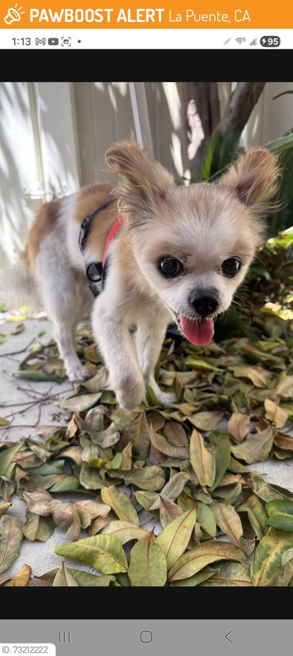 Found/Stray Unknown Dog last seen Main St. and N. Stimpson, by 7-Eleven, La Puente, CA 91744