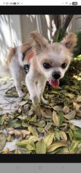 Found/Stray Unknown Dog last seen Main St. and N. Stimpson, by 7-Eleven, La Puente, CA 91744