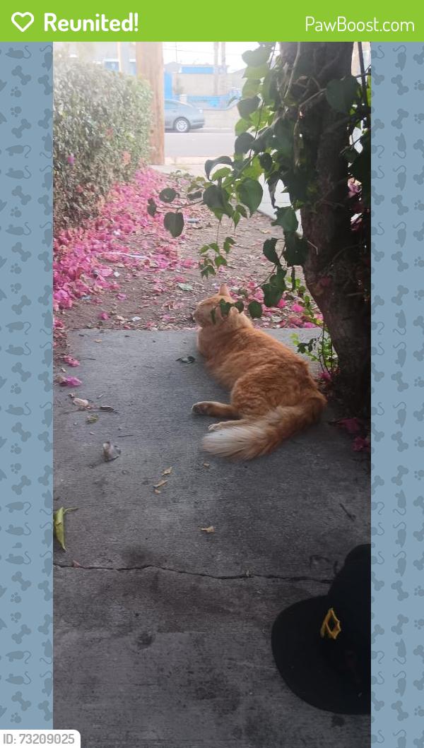Reunited Male Cat last seen Sands motel in between mountain Ave and central Ave Ontario ca/ montcalir ca, Ontario, CA 91762