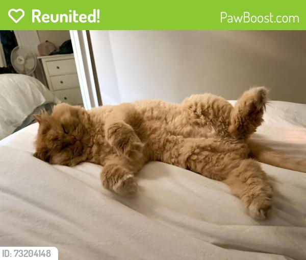 Reunited Male Cat last seen Conlin and Ritson, Oshawa, ON L1G 7Y1