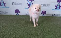 Shelter Stray Male Dog last seen , 2769 Conroy Rd, Orlando, FL 32839, USA