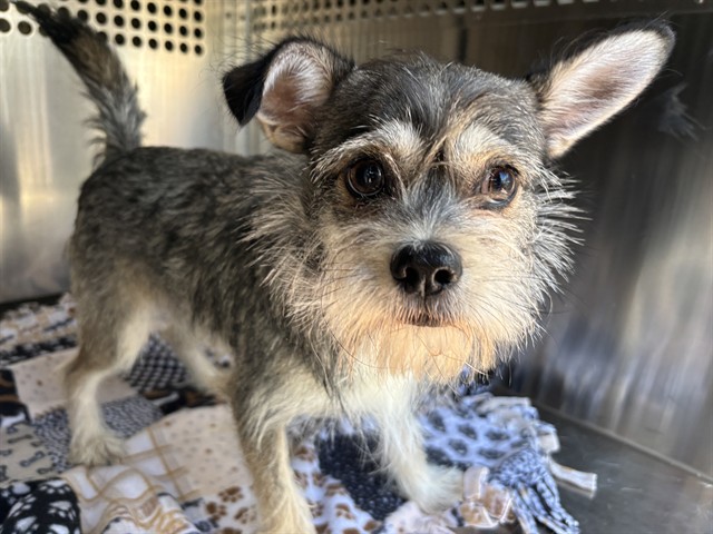 Shelter Stray Male Dog last seen Near BLOCK S PENNSYLVANIA AVE, OKLAHOMA CITY OK 73170, 2811 SE 29th St, Oklahoma City, OK 73129, USA