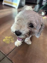 Shelter Stray Female Dog last seen , 14409 Vanowen St, Van Nuys, CA 91405, USA