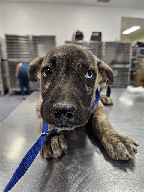 Shelter Stray Male Dog last seen DILLON RD/PENNY LN, 72050 Pet Land Pl, Thousand Palms, CA 92276, USA