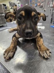 Shelter Stray Male Dog last seen DILLON RD/PENNY LN, 72050 Pet Land Pl, Thousand Palms, CA 92276, USA