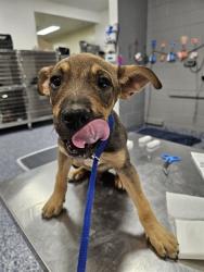 Shelter Stray Male Dog last seen DILLON RD/PENNY LN, 72050 Pet Land Pl, Thousand Palms, CA 92276, USA