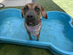 Shelter Stray Female Dog last seen , 1850 W 60th St, Los Angeles, CA 90047, USA