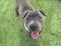Shelter Stray Male Dog last seen , 1850 W 60th St, Los Angeles, CA 90047, USA